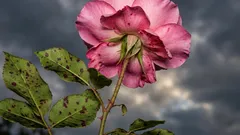 Rosor tar inte skada av att man planterar en annan blomma i närheten: vilken ska man välja